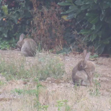 Le Petit Verger, 1 Impasse De La Fenouillere 61330 Casa de Férias