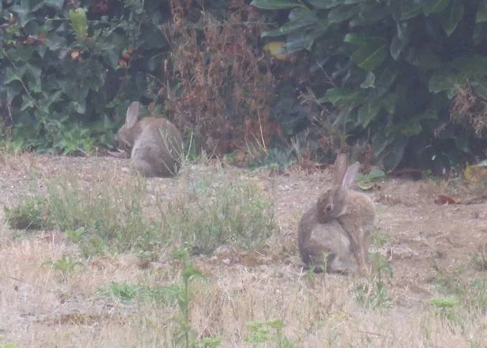 Le Petit Verger, 1 Impasse De La Fenouillere 61330 Holiday home